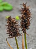 Carex macrocephala