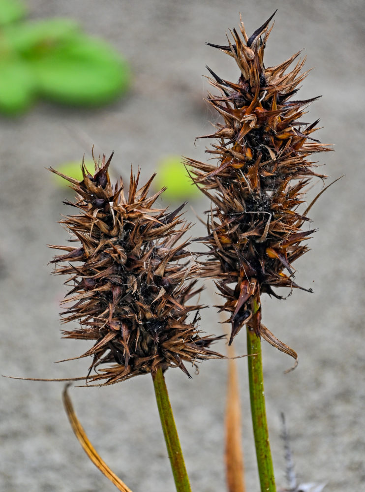 Изображение особи Carex macrocephala.