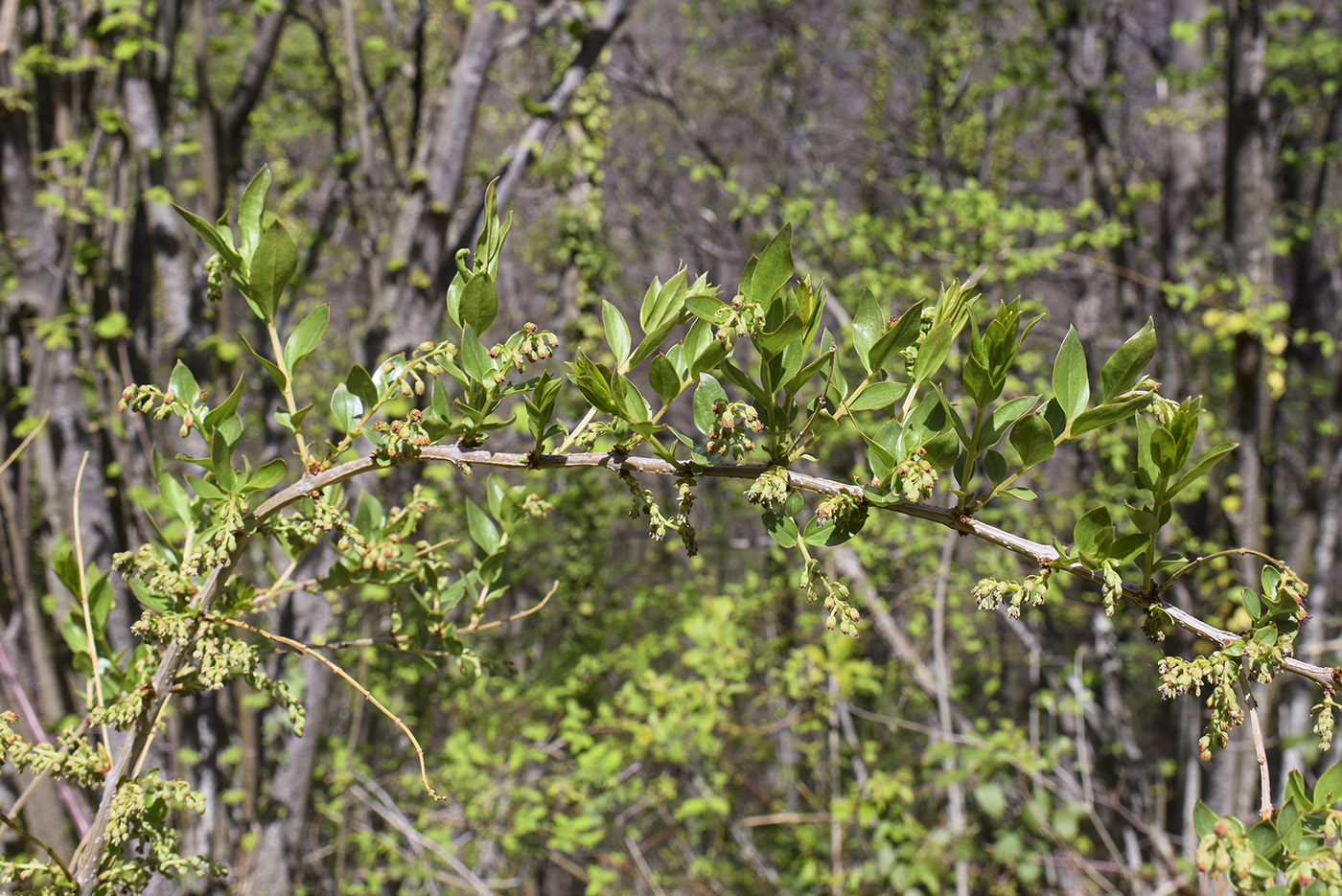 Image of Coriaria myrtifolia specimen.