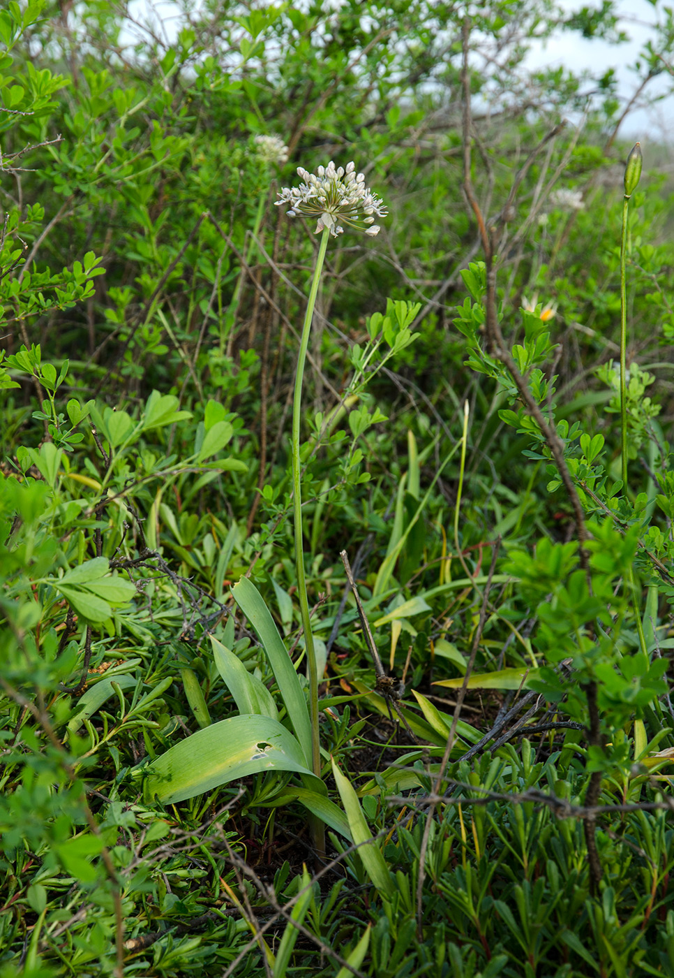 Изображение особи Allium microdictyon.