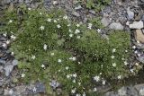 Minuartia biebersteinii