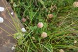 Trifolium raddeanum