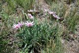Tragopogon ruber