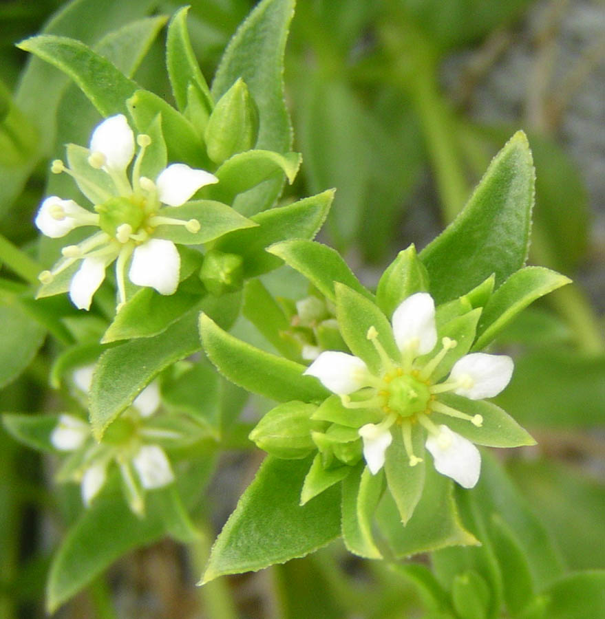 Изображение особи Honckenya peploides ssp. major.