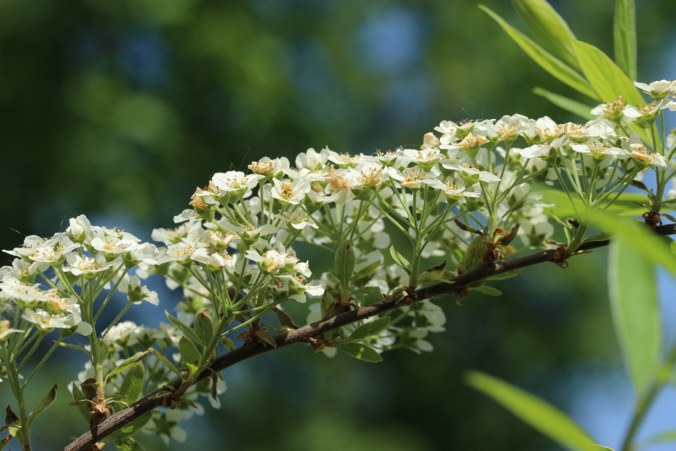 Изображение особи Spiraea grefsheimii.