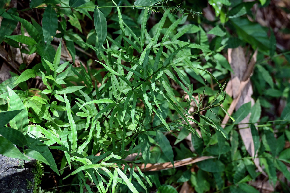 Image of Pteris multifida specimen.