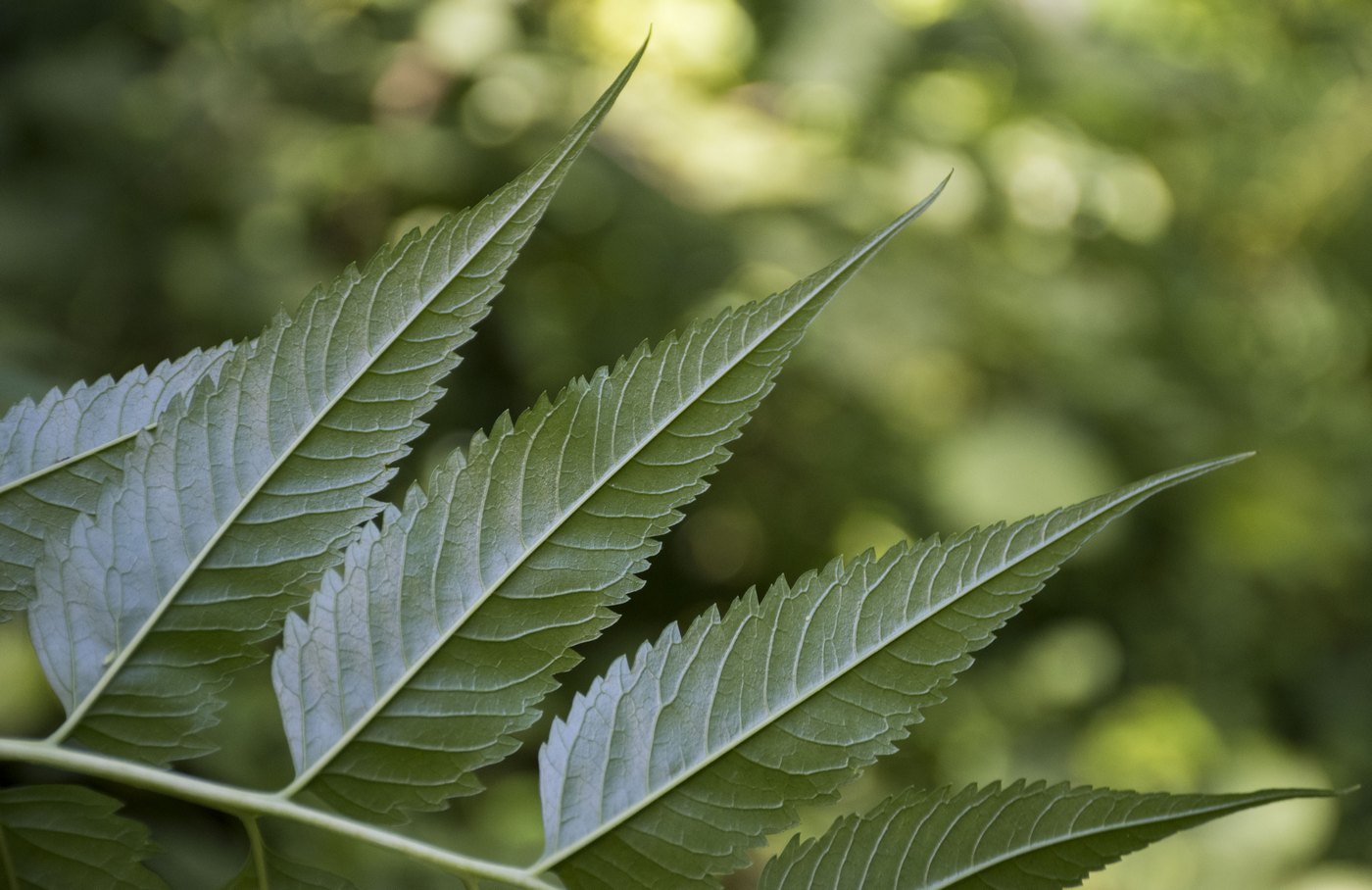 Image of Datisca cannabina specimen.
