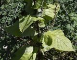 Verbascum eriophorum. Основание побега с листьями. Греция, Олимп, ≈ 900 м н.у.м., у стен монастыря св. Дионисия. 08.08.2024.