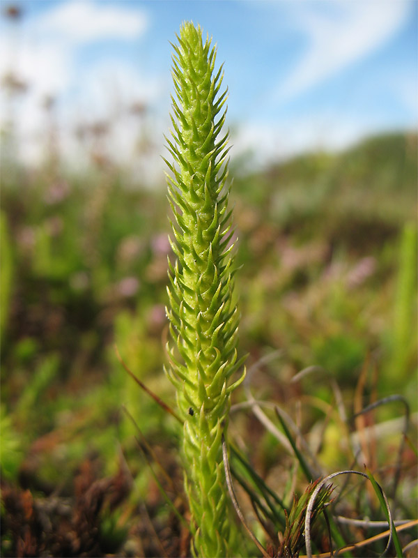 Image of Lycopodiella inundata specimen.