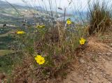 Potentilla semilaciniosa