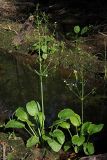 Alisma plantago-aquatica