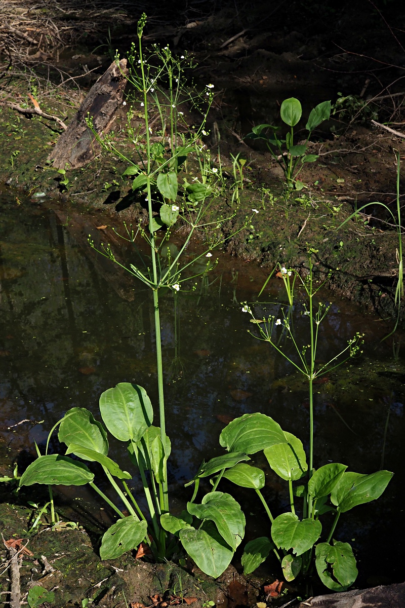 Изображение особи Alisma plantago-aquatica.