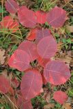 Cotinus coggygria