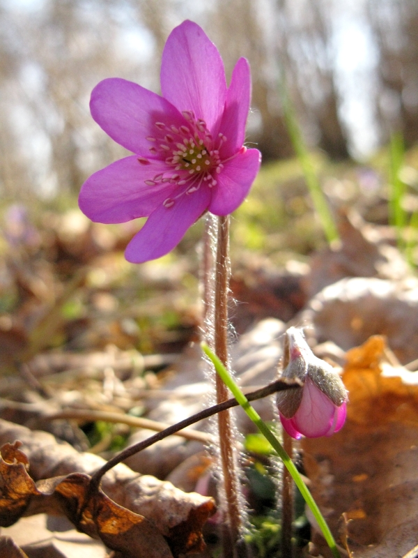Image of Hepatica nobilis specimen.
