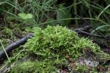 семейство Brachytheciaceae