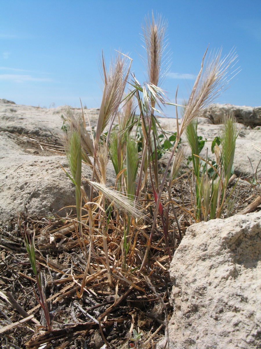 Image of Hordeum geniculatum specimen.
