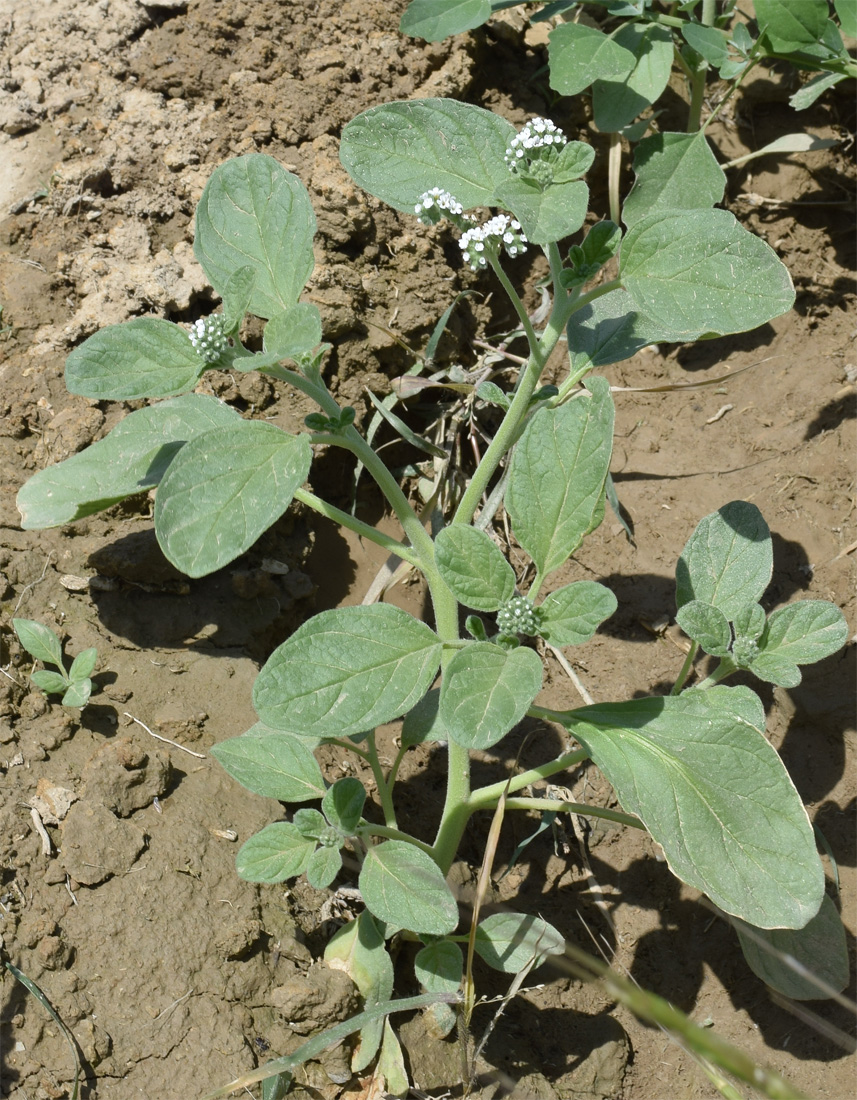 Изображение особи Heliotropium ellipticum.