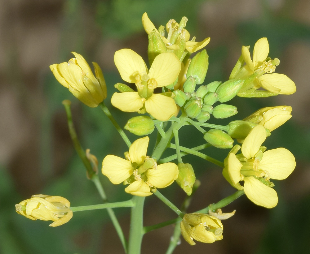 Изображение особи Brassica campestris.