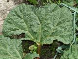Rheum maximowiczii