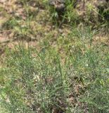 genus Arthrophytum