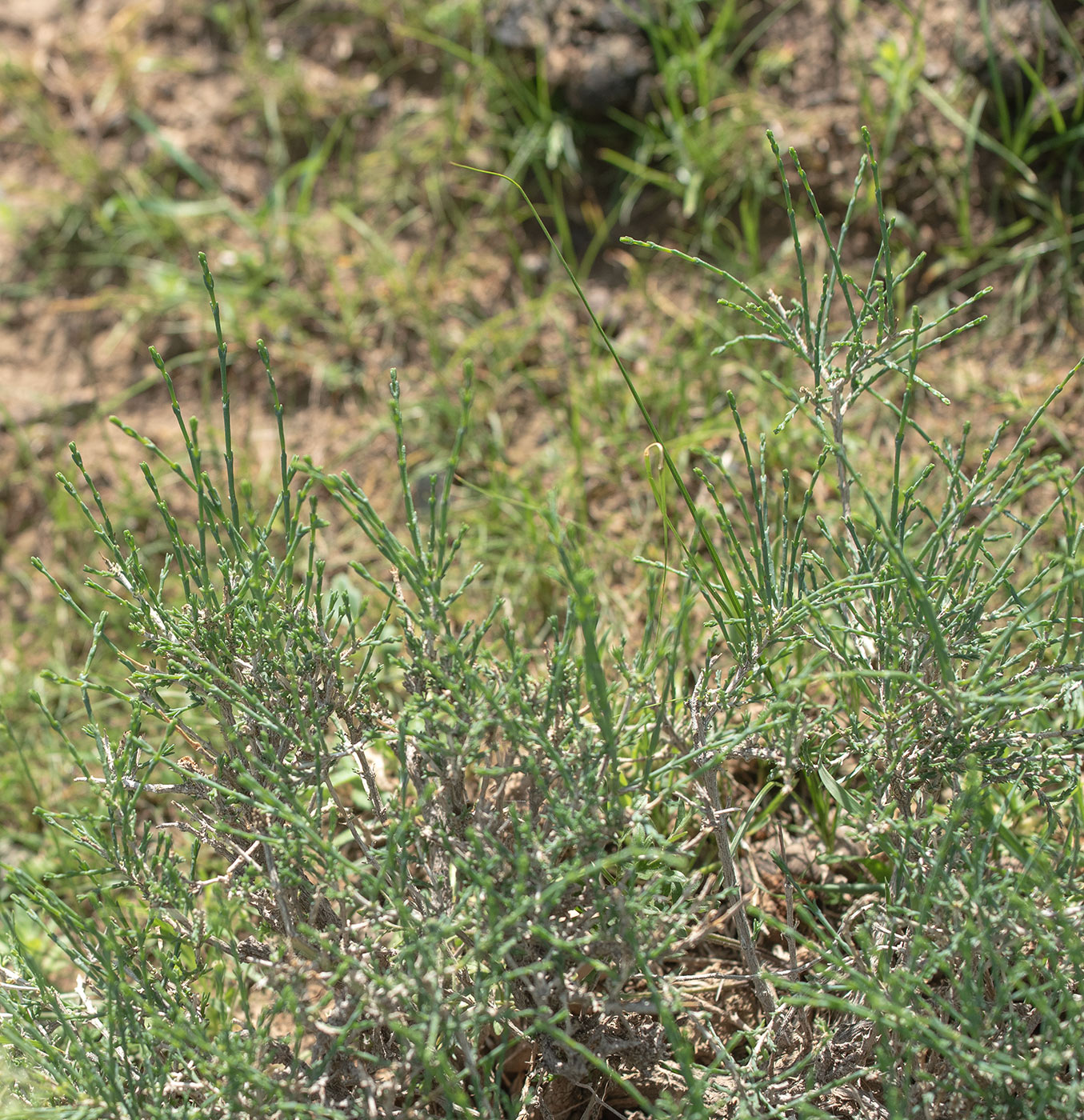 Image of genus Arthrophytum specimen.