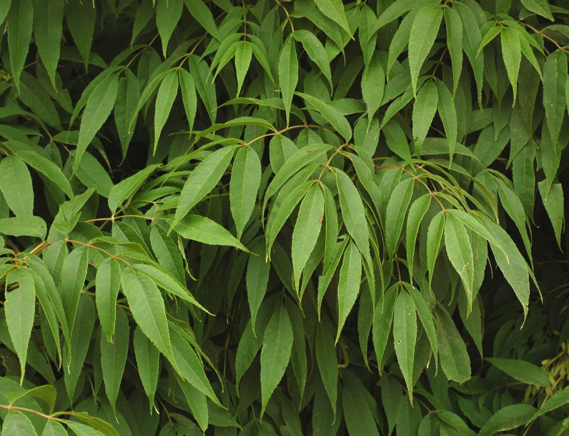 Image of Fraxinus mandshurica specimen.