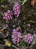 Lathraea squamaria