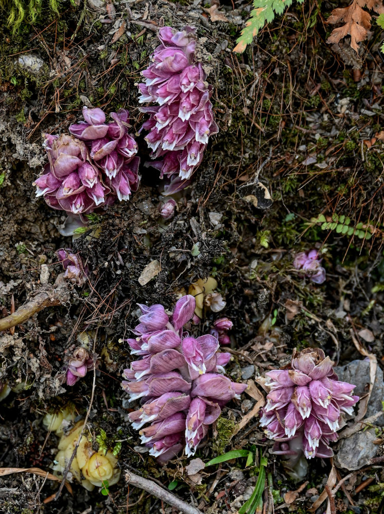 Image of Lathraea squamaria specimen.