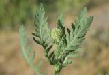 Achillea filipendulina. Верхушка бутонизирующего растения. Узбекистан, г. Ташкент, Юнусабадский р-н, пустырь. 16.05.2025.