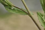 Capsella bursa-pastoris. Часть побега. Приморский край, Шкотовский р-н, с. Новонежино, сорное на участке. 27.04.2025.