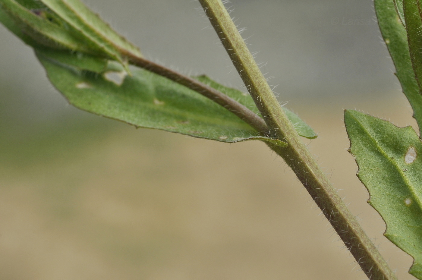 Изображение особи Capsella bursa-pastoris.