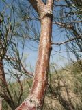 Calligonum aphyllum
