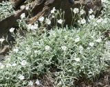 род Cerastium