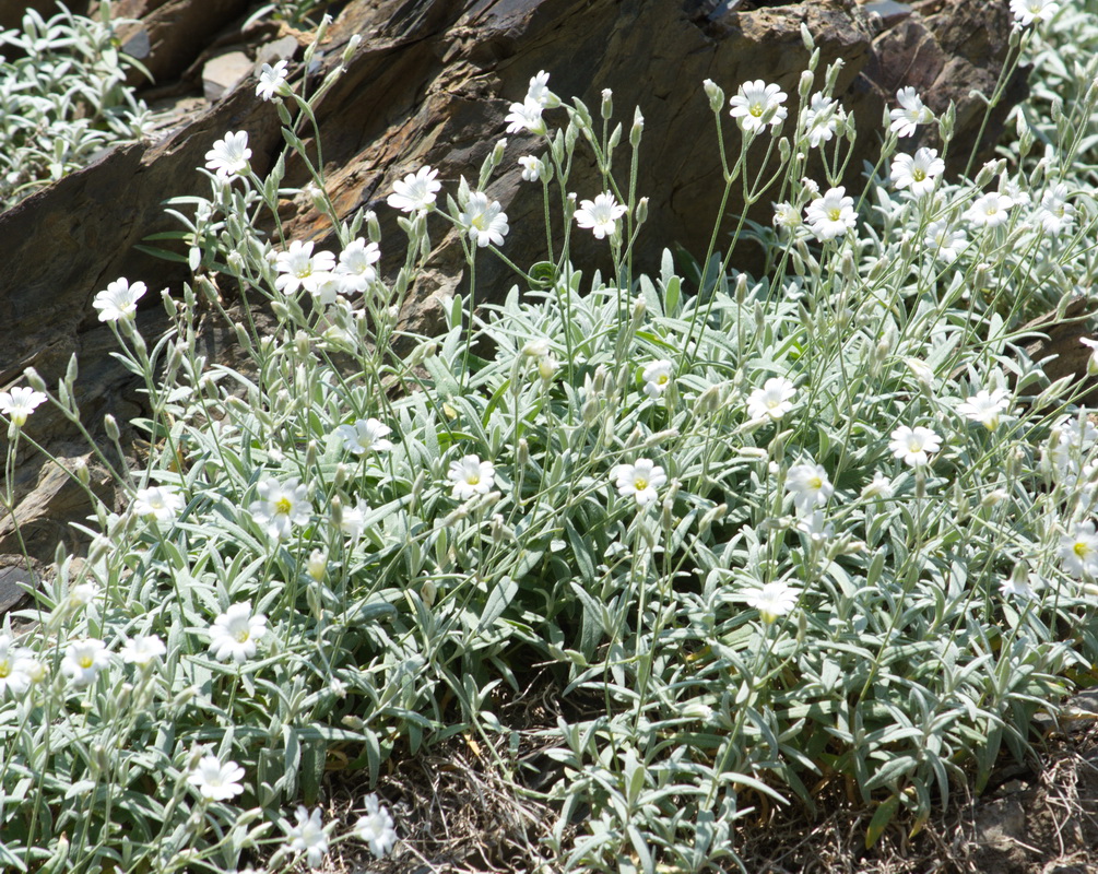 Image of genus Cerastium specimen.