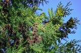 Thuja occidentalis