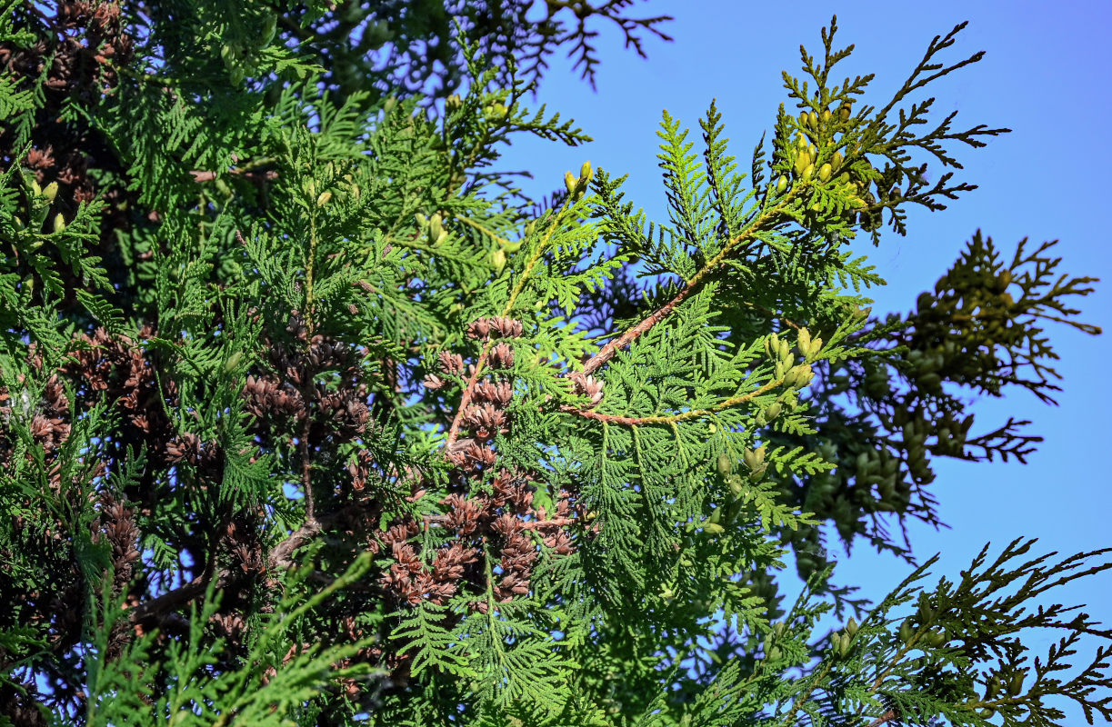 Изображение особи Thuja occidentalis.