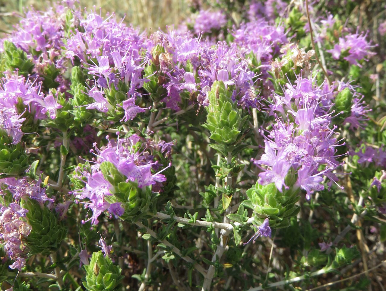 Image of Thymbra capitata specimen.
