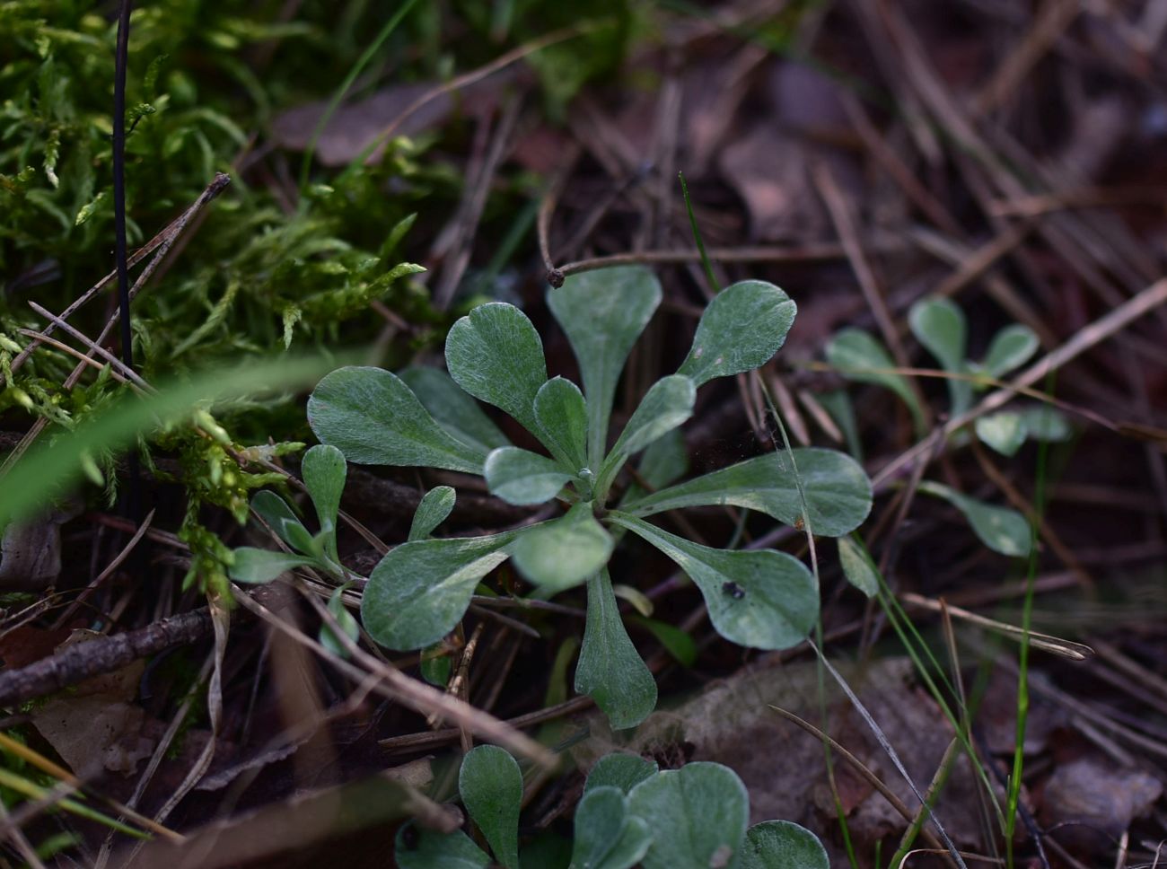 Image of Antennaria dioica specimen.