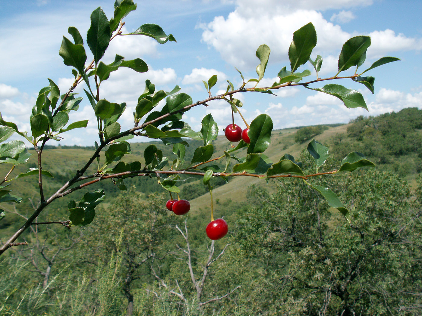 Image of Cerasus fruticosa specimen.