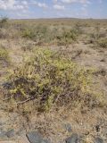 Salsola arbusculiformis. Растение в каменистой пустыне. Казахстан, Кызылординская обл., хр. Каратау, р. Коспа. 18 июля 2010 г.