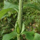 Parasenecio hastatus ssp. orientalis