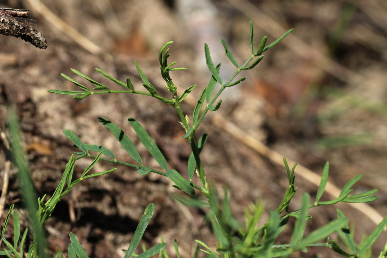 Image of Astragalus arenarius specimen.
