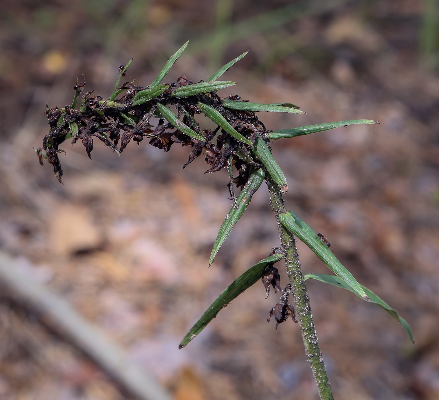 Image of Epipactis helleborine specimen.