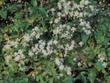 Clematis vitalba. Части цветущих побегов на ветвях Rosa. Ульяновск, Заволжский р-н, уличные насаждения у забора частного дома. 03.10.2025.