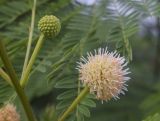 Leucaena leucocephala