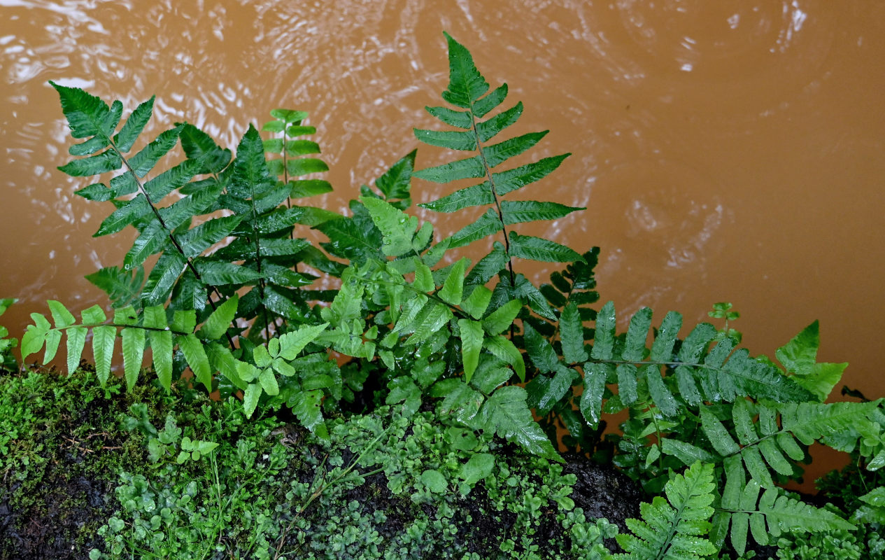 Изображение особи Athyrium accedens.