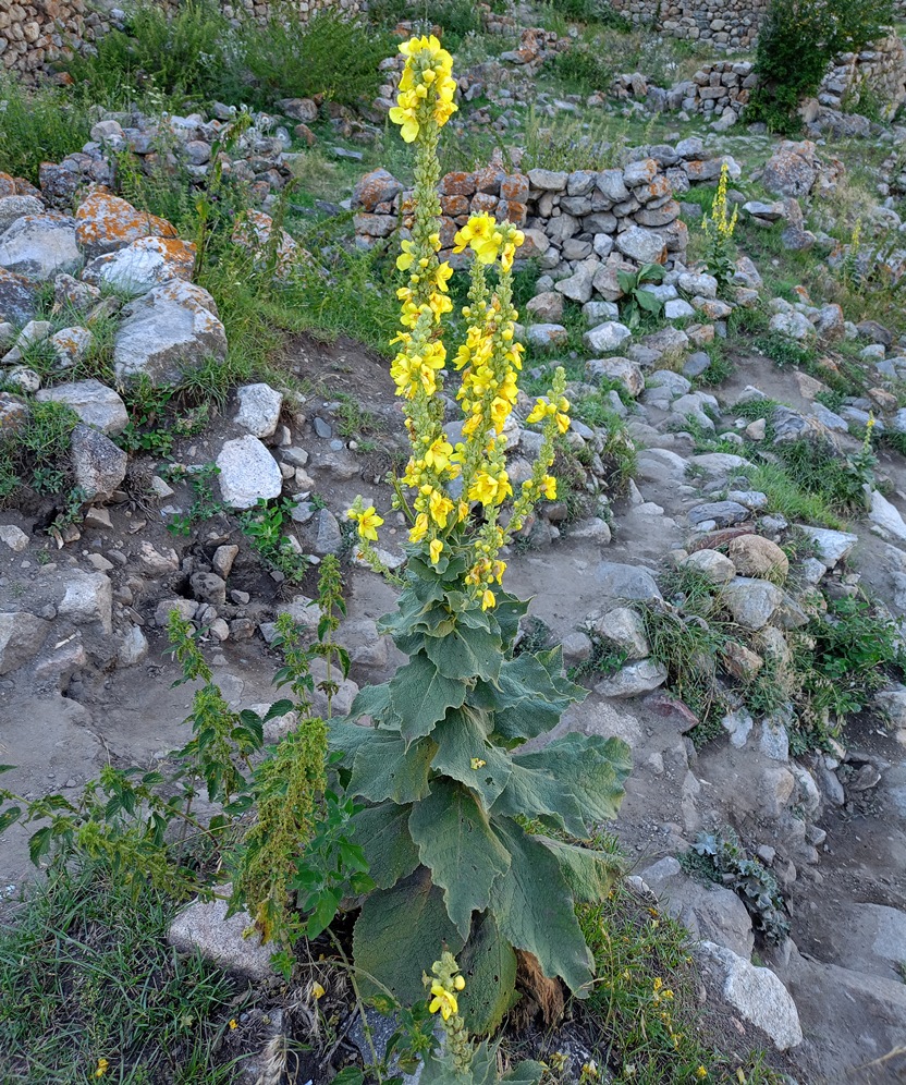 Image of Verbascum densiflorum specimen.