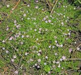 Psammophiliella muralis