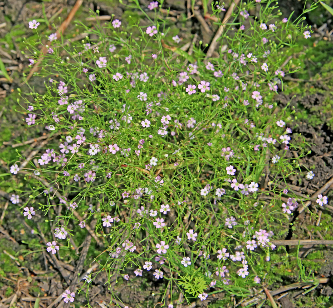 Изображение особи Psammophiliella muralis.