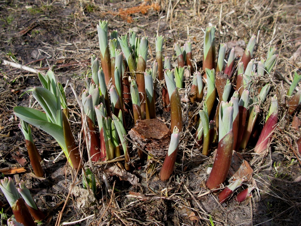 Изображение особи Allium stipitatum.